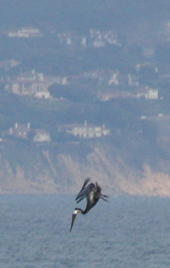 pelican dive bombing