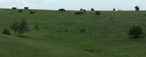 iowa cows