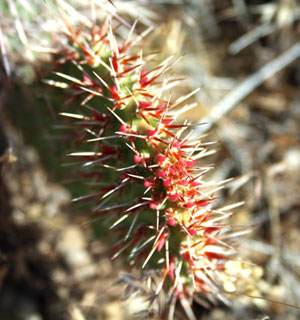 utah cactus closeup