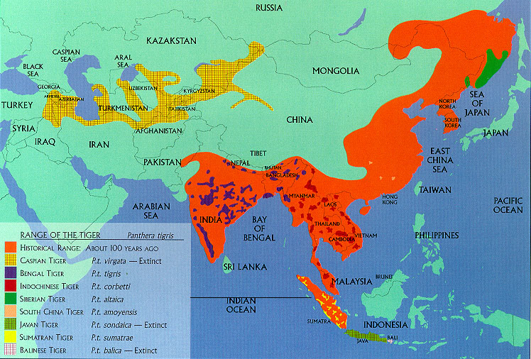 Карта обитания тигров в россии